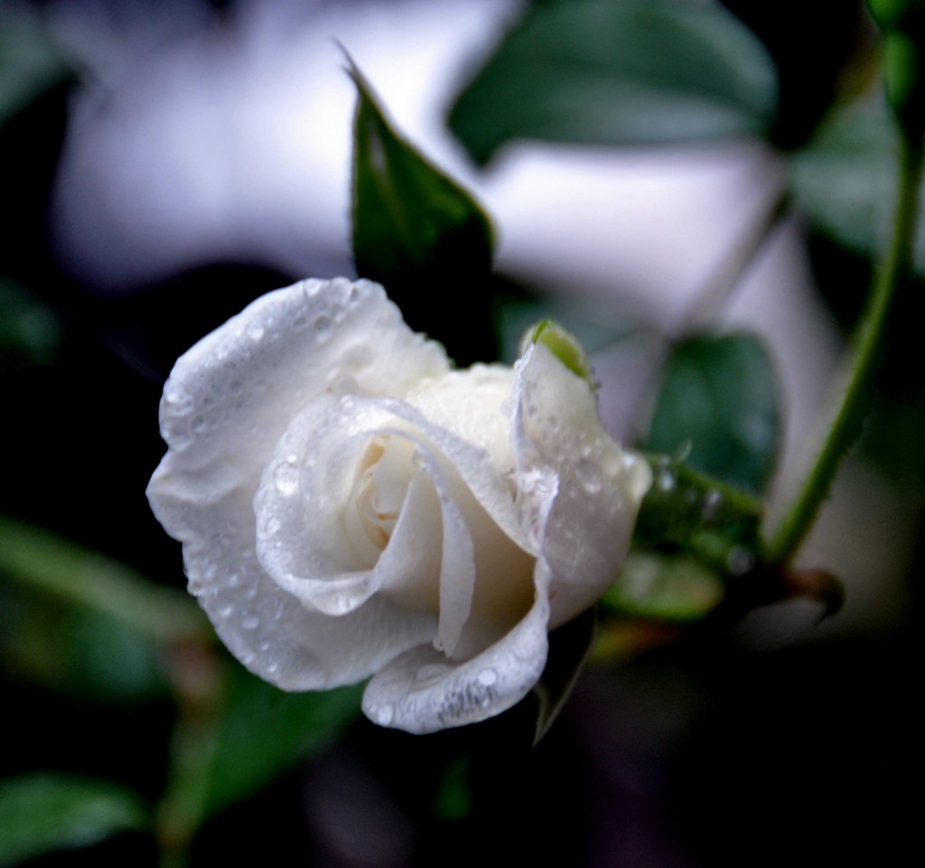 Песня ах белые розы. Красивые белые розы. Белые розы фото.