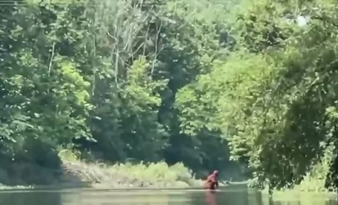 Турист снял на камеру в лесу существо, которое не выглядело как человек и брело по реке Турист снял на камеру в лесу существо, которое не выглядело как человек и брело по реке Культура