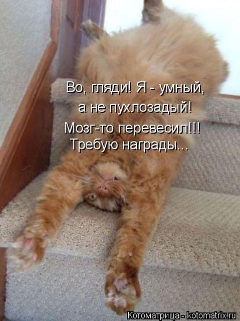 Самые смешные котоматрицы за прошедшую неделю