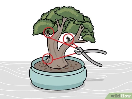 Step 4 Удалите отпрыски дерева.