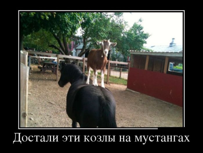 Классные и веселые демотиваторы для хорошего настроения в выходные Классные и веселые демотиваторы для хорошего настроения в выходные демотиваторы свежие, смешные демотиваторы, фото приколы