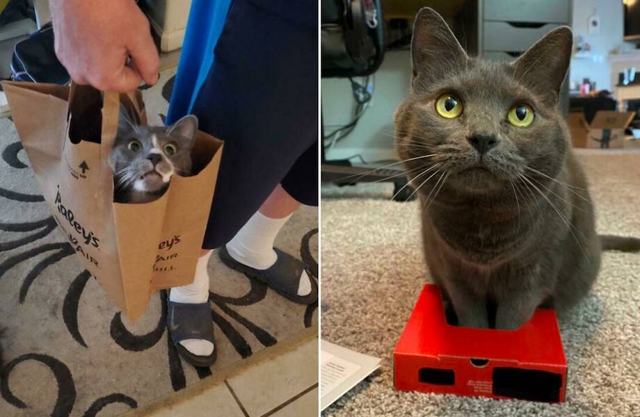13 комичных фото с котиками, которые любят залезать в самые неподходящие для них места