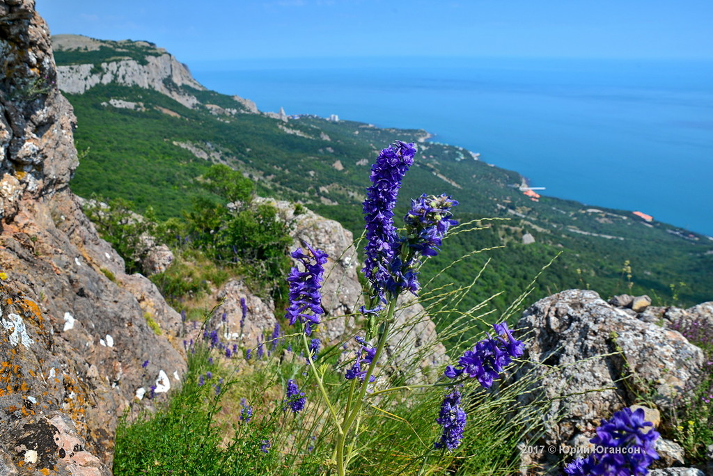 Горные травы крыма фото с названиями