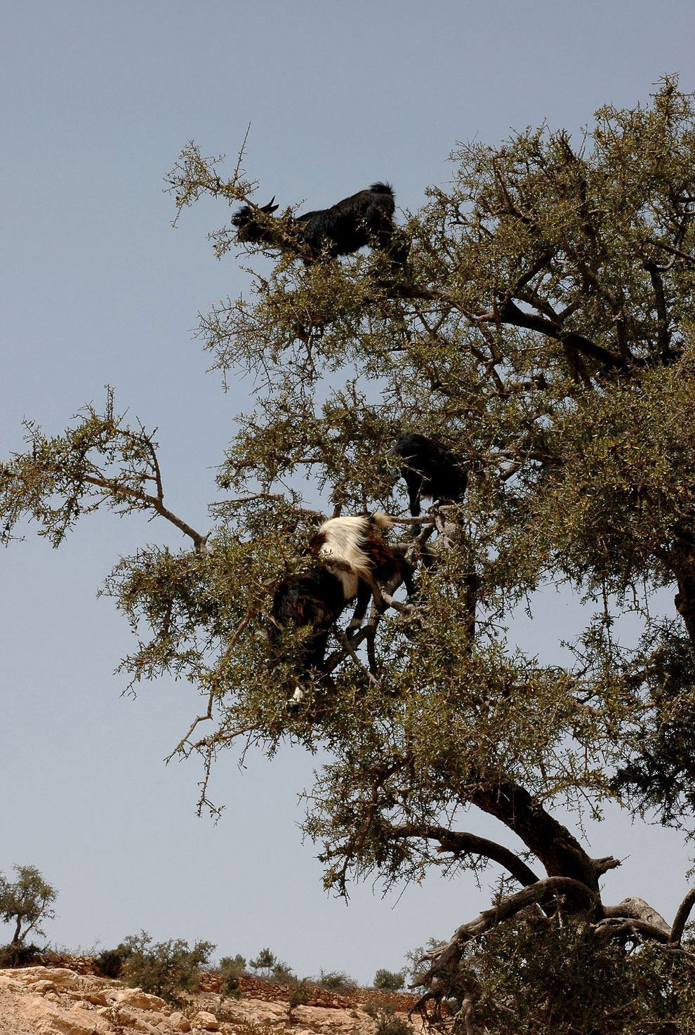 Марокканские козы-древолазы Марокко, масло, делают, деревья, забираться, Арган, Местные, которое, животных, невероятной, аргановое, дерева, которые, может, умеют, большой, орехи, подбирают, марокканских, пастухи