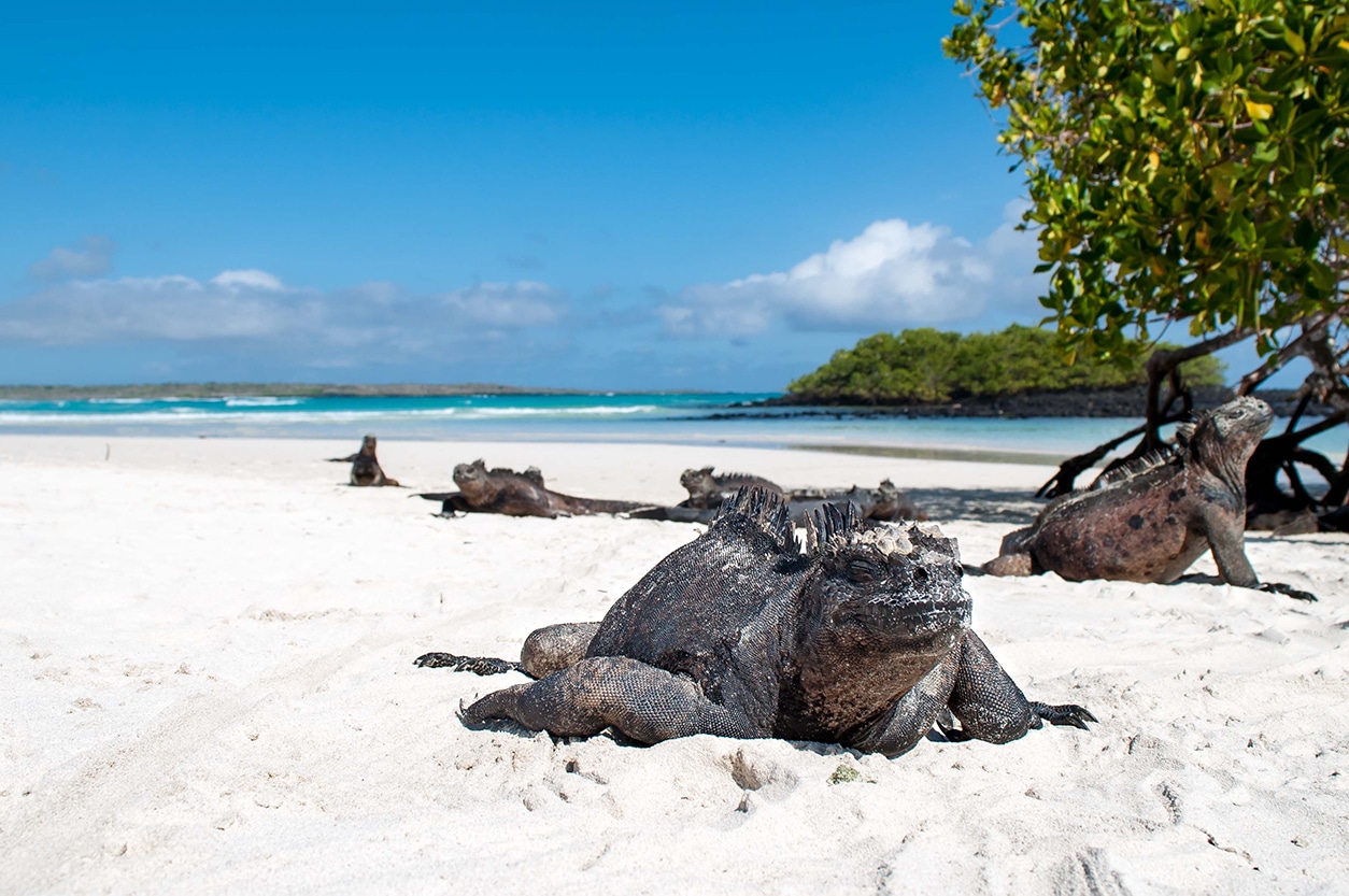 Tortuga Bay en la isla Santa Cruz | Turismo en Galápagos