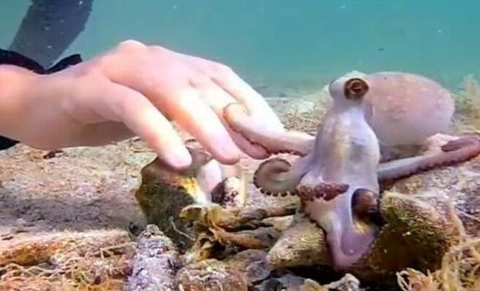 Ныряльщица помогла попавшему в неприятности осьминогу и тот нашел, как сказать «Спасибо»: видео