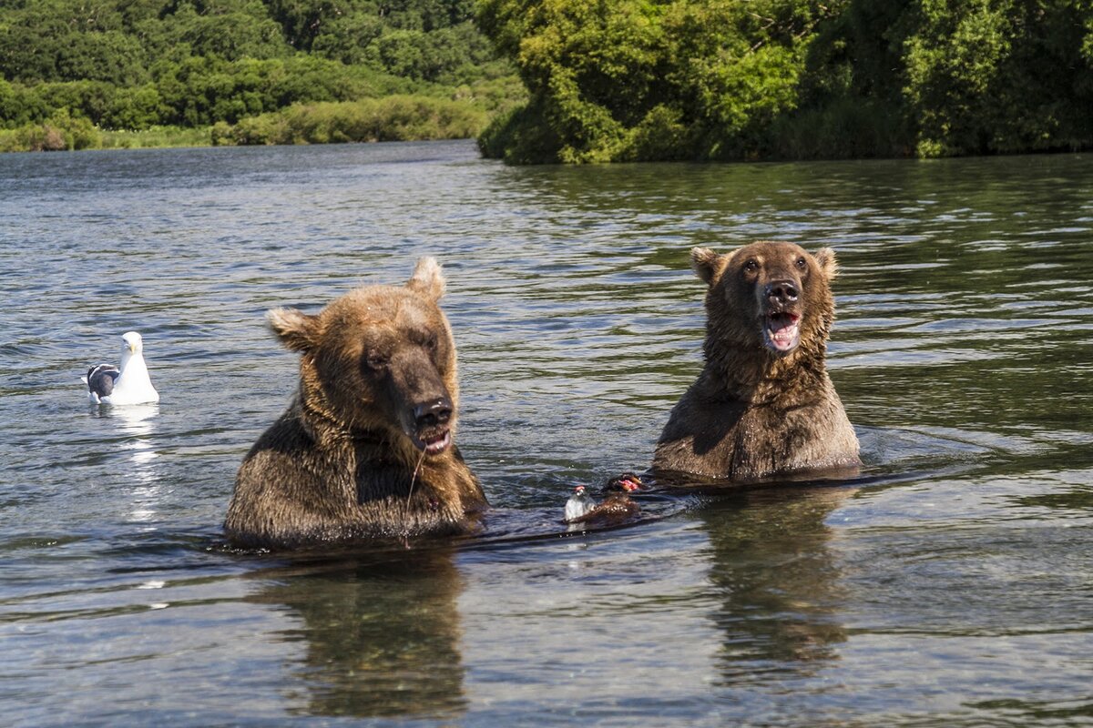 © Михаил Коростелев