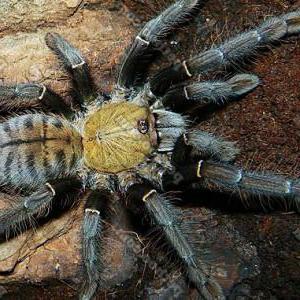 Самый опасный паук в мире  (фото) 