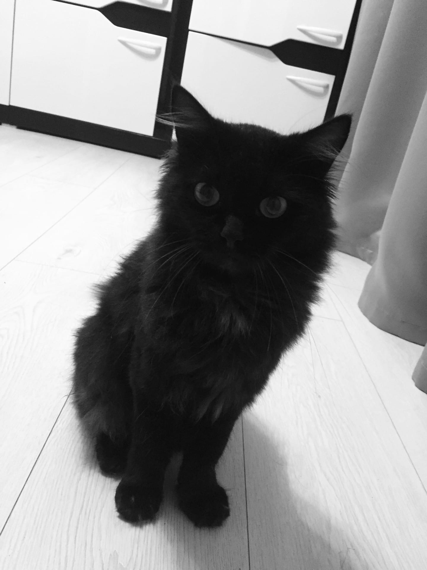 чёрный кот