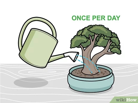 Step 3 В дальнейшем ежедневно поливайте дерево по чуть-чуть.