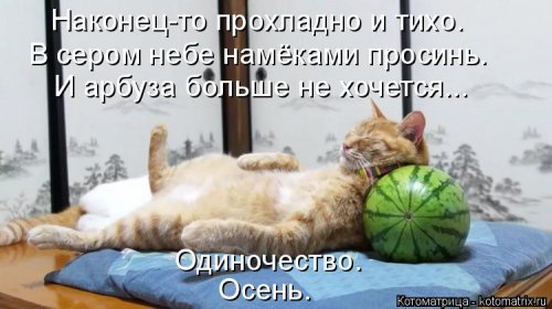 Лучшая котоматрица недели (16 фото)