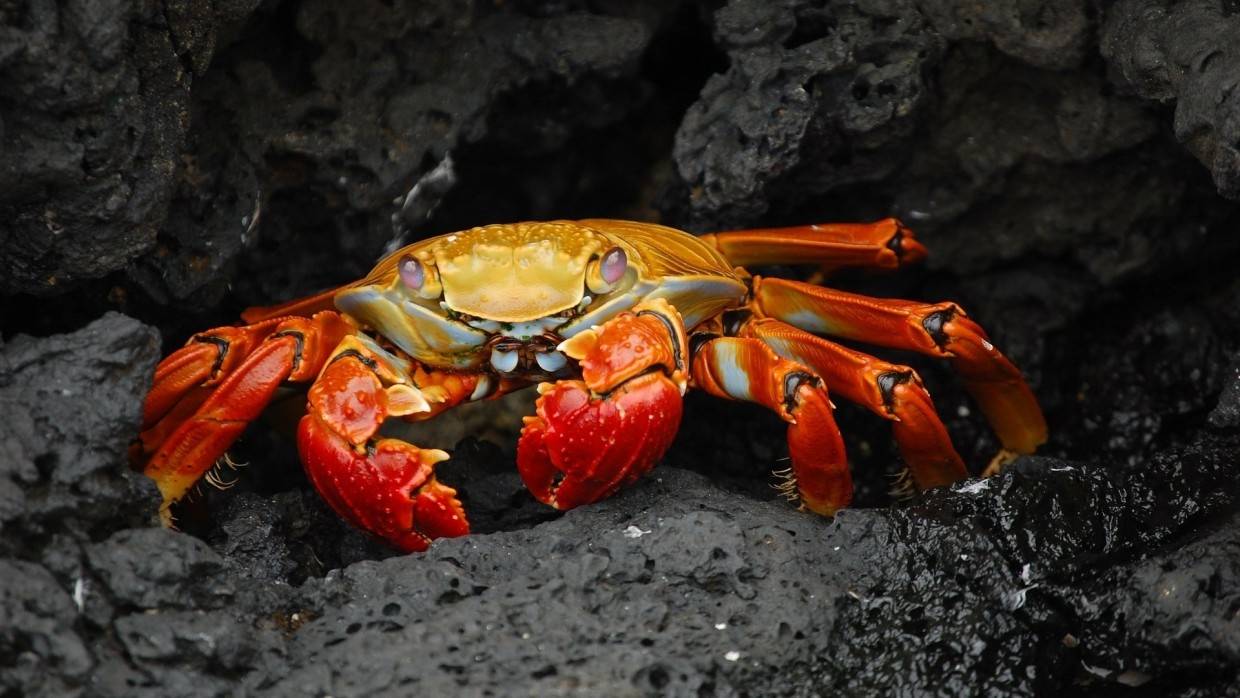 Самого дорогого в Японии снежного краба продали на аукционе за семь тысяч долларов
