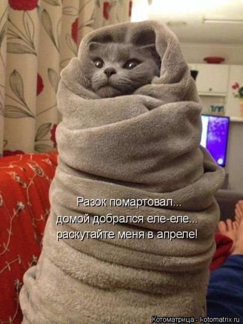 Новая котоматрица (36 фото)