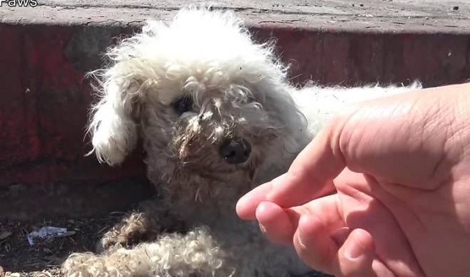 Маленький испачканный пудель долго лежал на дороге. Он не мог подняться! Маленький испачканный пудель долго лежал на дороге. Он не мог подняться! истории из жизни