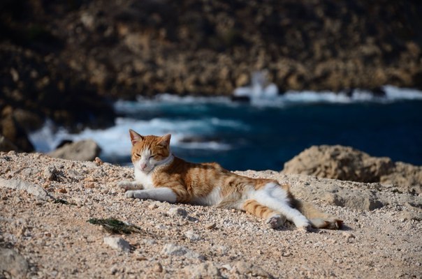 Позитивные картинки и веселые фото из сети Позитивные картинки и веселые фото из сети