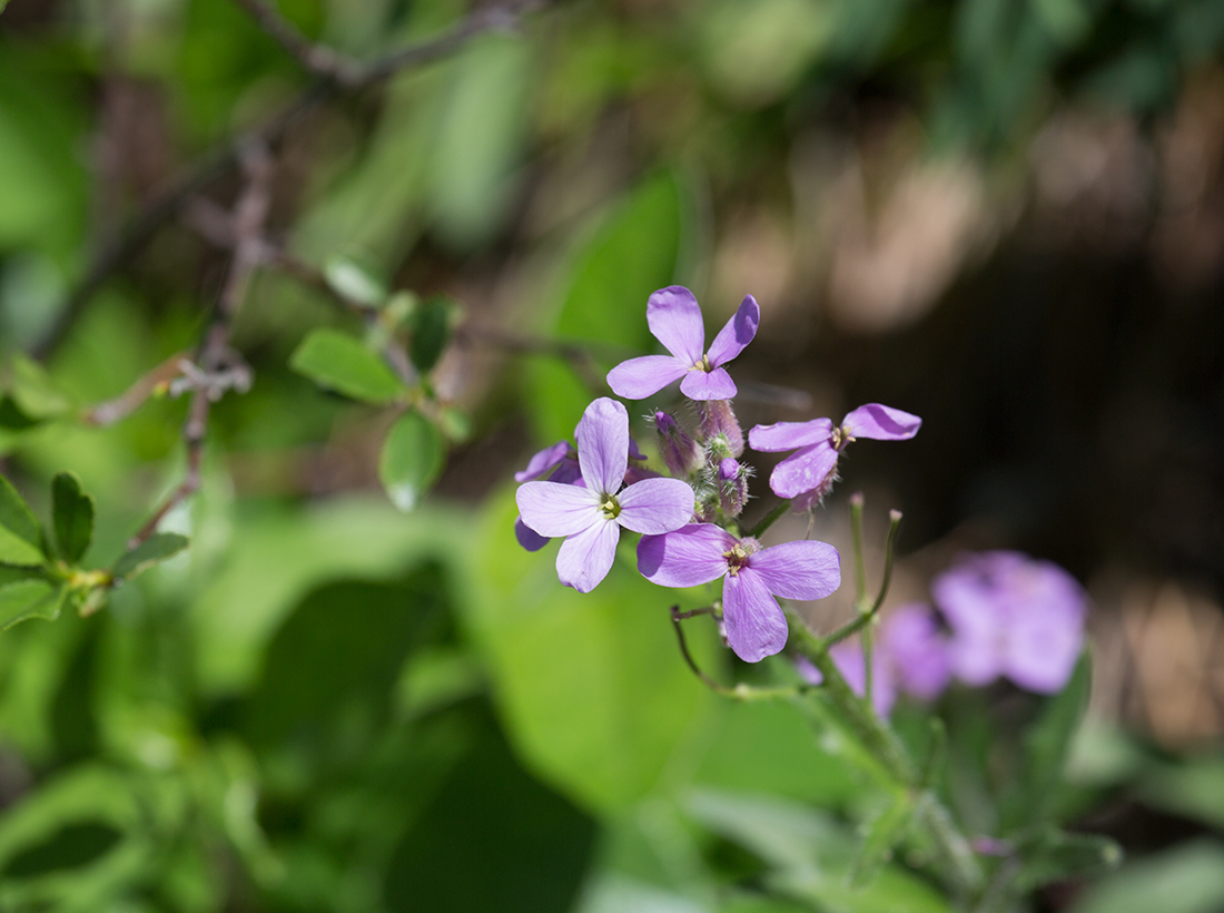 Жигули: Волжская Швейцария с разбойничьим прошлым Жигули: Волжская Швейцария с разбойничьим прошлым