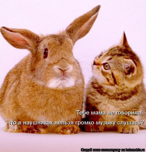 Лучшая котоматрица недели Лучшая котоматрица недели позитив,смешные картинки,юмор