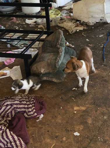 Стены старого отеля такого еще не видели! 12 щенков погибали среди мусора, а потом появились и другие