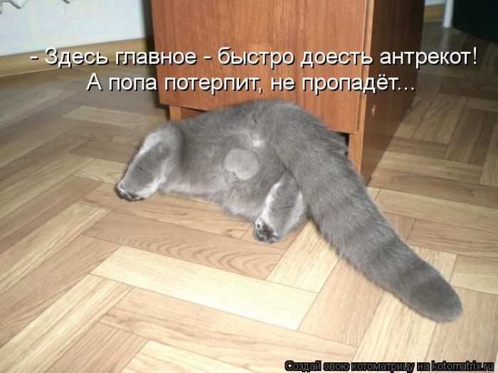 Кошарики :) Кошарики :)