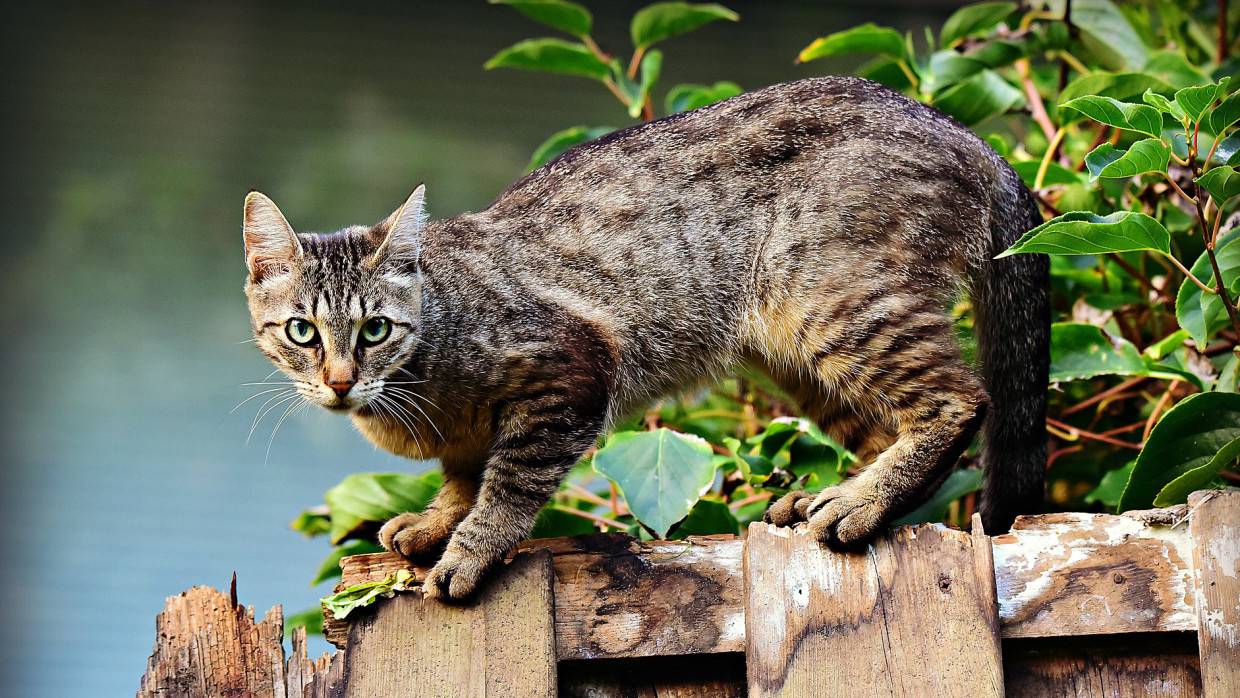 Кошка Соня развеселила юзеров TikTok регулярными попытками сбежать из квартиры