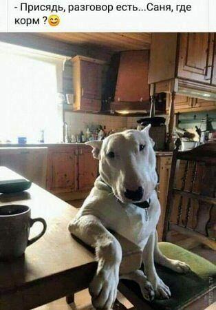 Смешные картинки, весь юмор которых поймут только собачники. Выпуск 1 Смешные картинки, весь юмор которых поймут только собачники. Выпуск 1 comedy pet photography,конкурс,evergreen,format-article,noindex,Развлечения