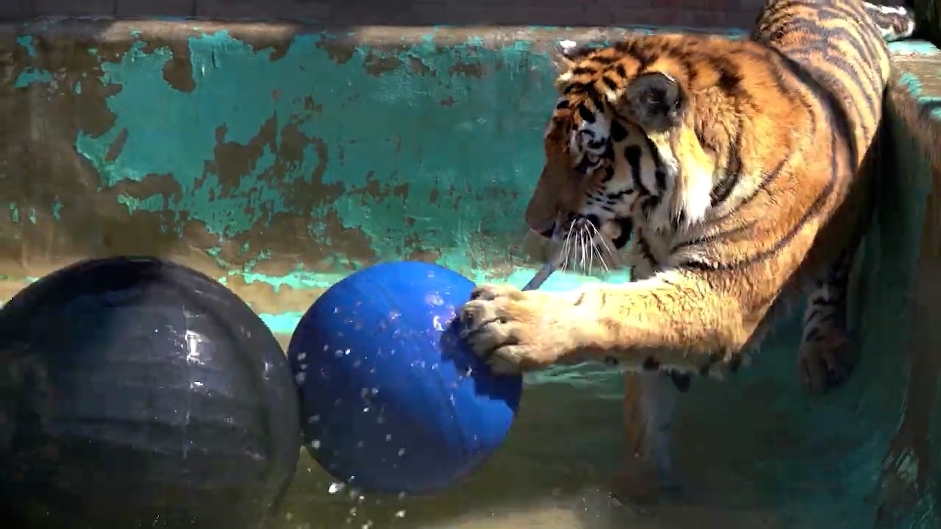 Тигрята из Московского зоопарка осваивают головоломки