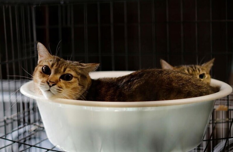 Японец остался жить рядом с «Фукусимой» ради чужих кошек