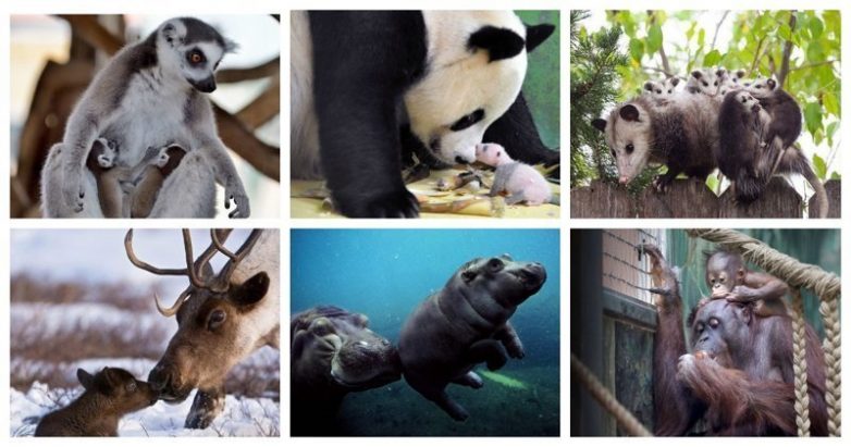 Мамочки и их детки