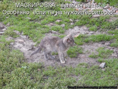 Лучшая котоматрица недели Лучшая котоматрица недели позитив,смешные картинки,юмор