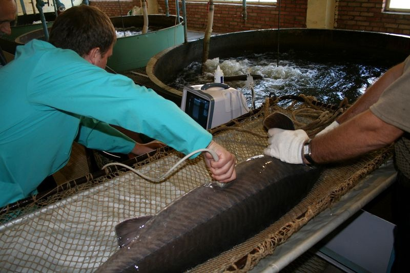 — Доктор, кто у меня? — 5840 мальчиков и 7852 девочки! 