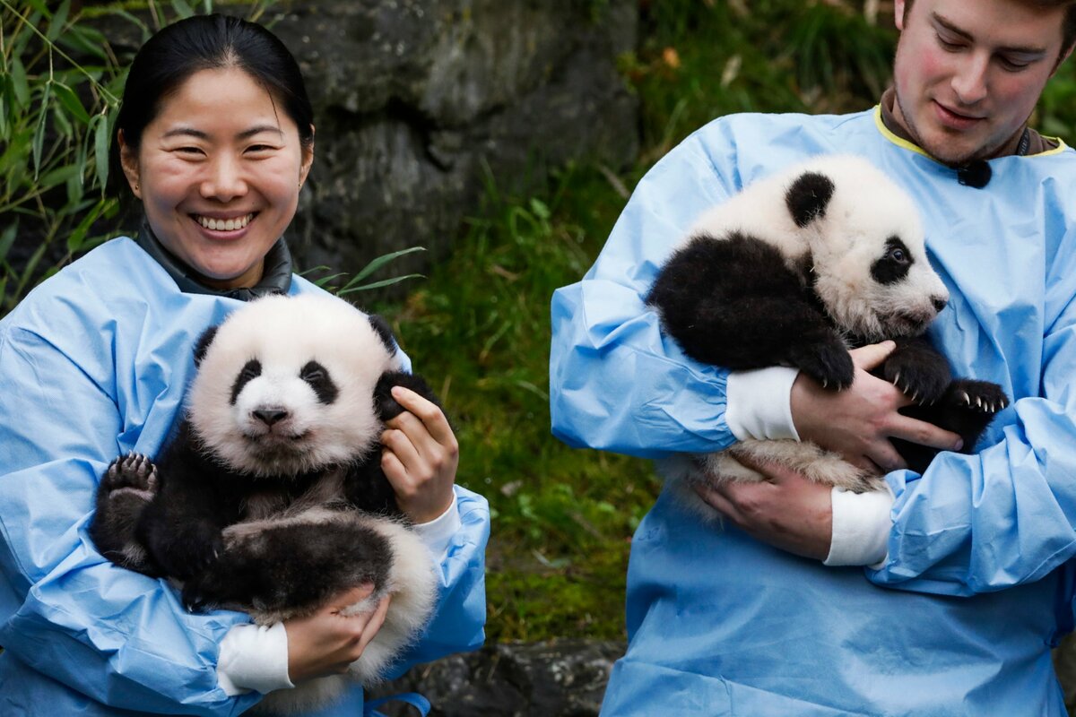 Рождение панды