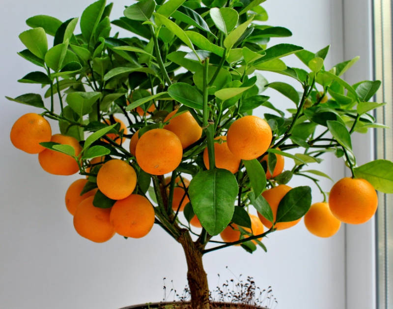 свойства запаха апельсина