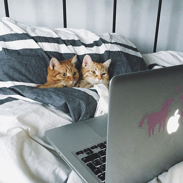 1. Идеальное свидание. котики, коты, кошки, любовь., чувства