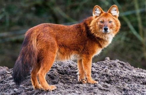 У красных волков очень острый нюх и великолепный слух.