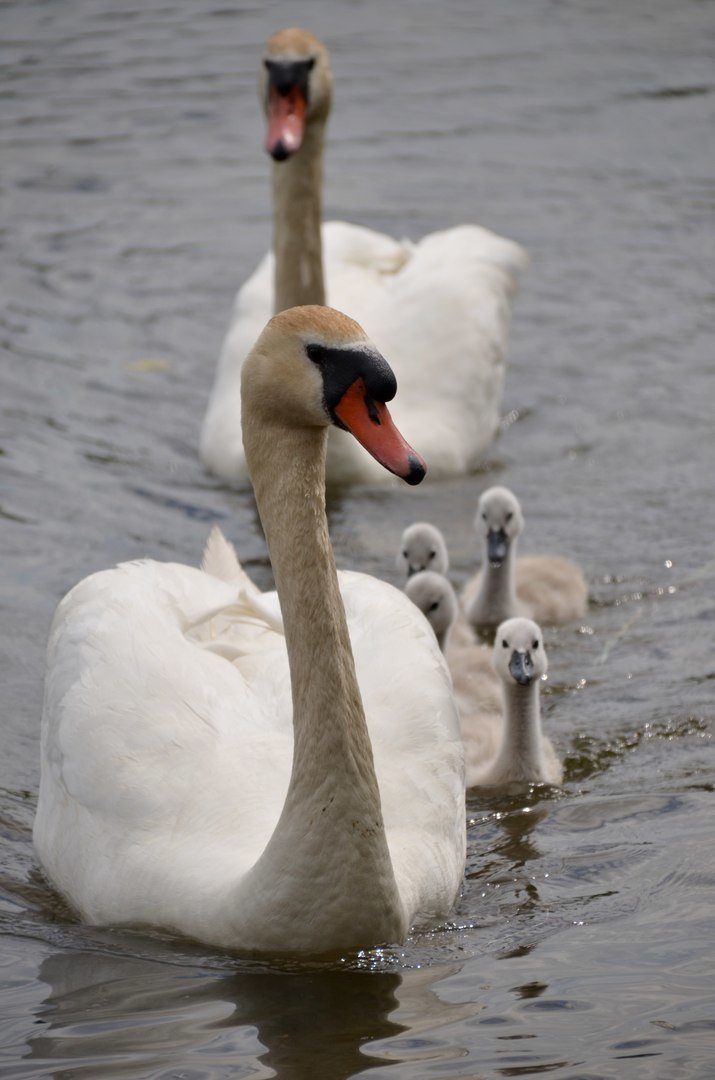 Мамочки и их детки Мамочки и их детки