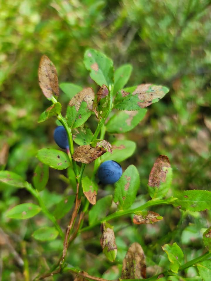 Василий Устюжанин: Лето красное и контрастное Василий Устюжанин: Лето красное и контрастное Общество