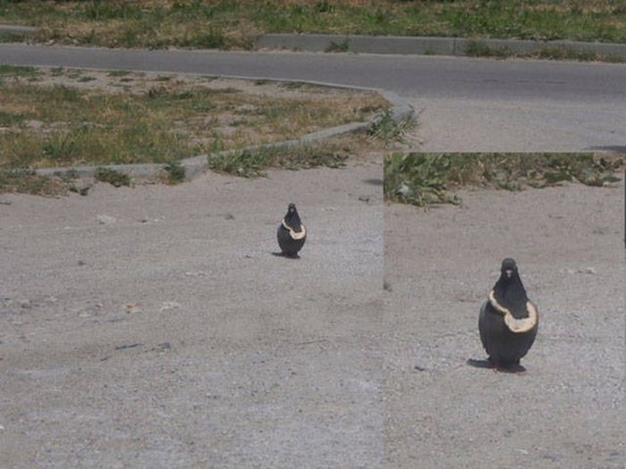 Прикольные картинки картинки из сети, прикол, юмор