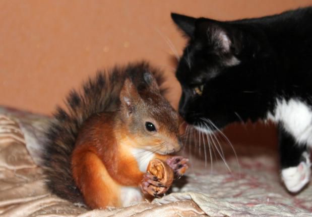 Животные, белка, позитив