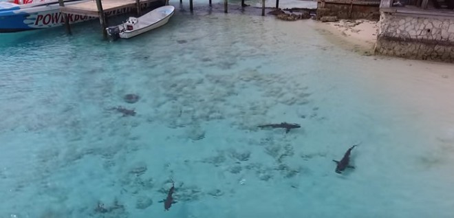 Акулы начали приближаться к ребенку, но их вовремя заметил мужчина игравший с дроном акулы,Багамские острова,беспилотник,дрон,нападение акул,Пространство