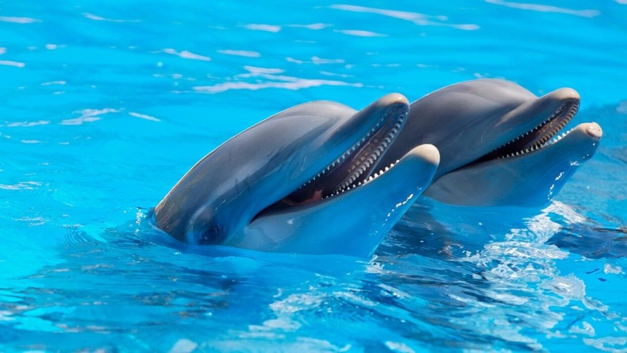Россияне назвали театром абсурда слова о «связи» Путина и пропаже известного дельфина