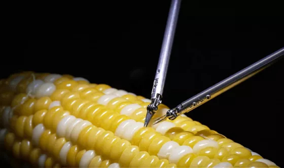 Робот-хирург от Sony сумел зашить кукурузное зернышко