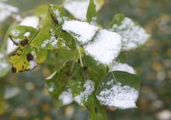 Народные приметы на 9 ноября: выпавший снег пролежит до весны