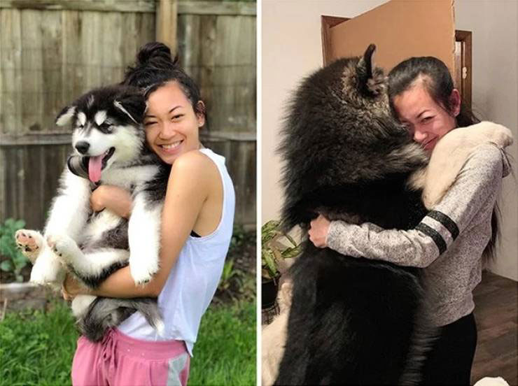 собаки до и после, щенки в больших собак, собаки до и после того как стали большими 