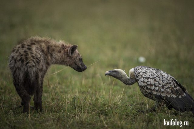 Лучшие фото National Geographic 2015 (75 фото)