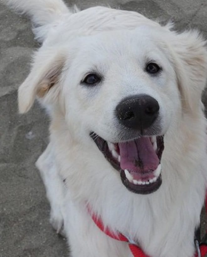 Довольная собака