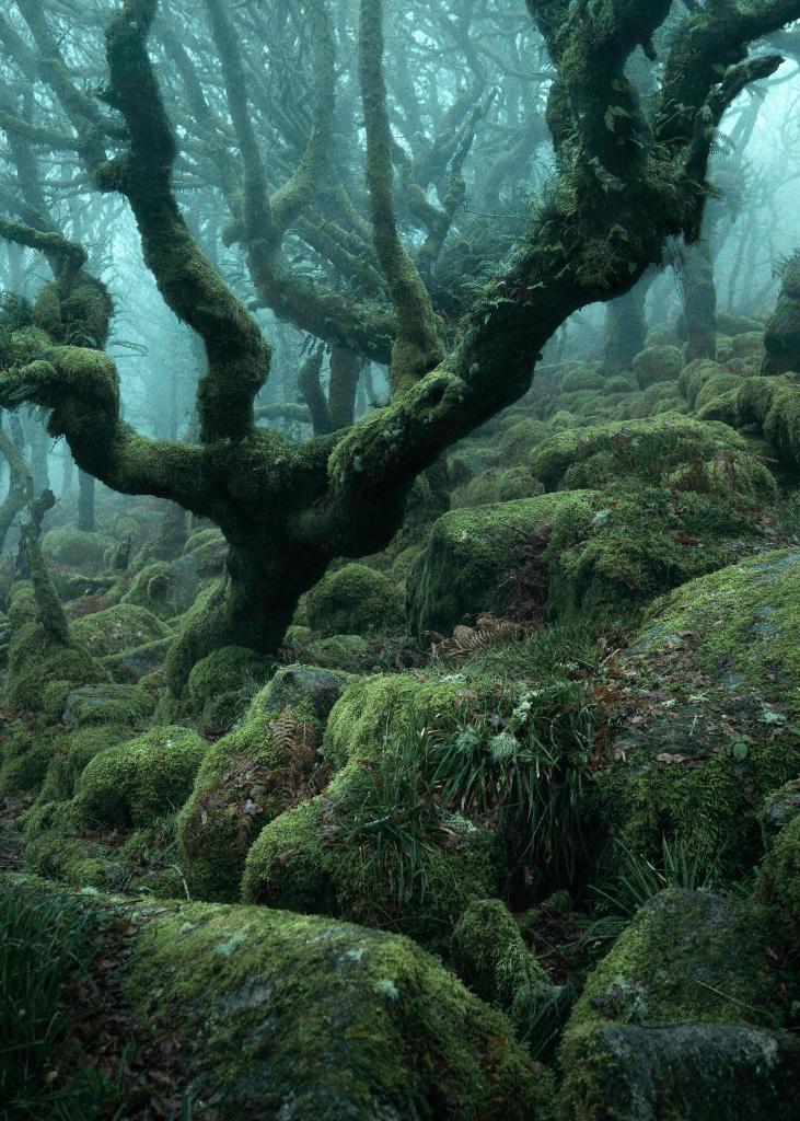 Сказочный лес, который выглядит нереально, но на самом деле существует