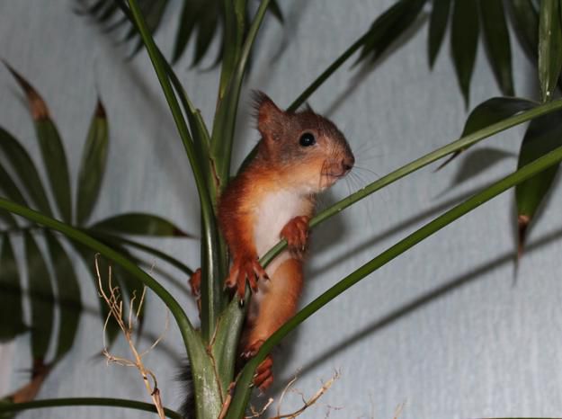 Животные, белка, позитив