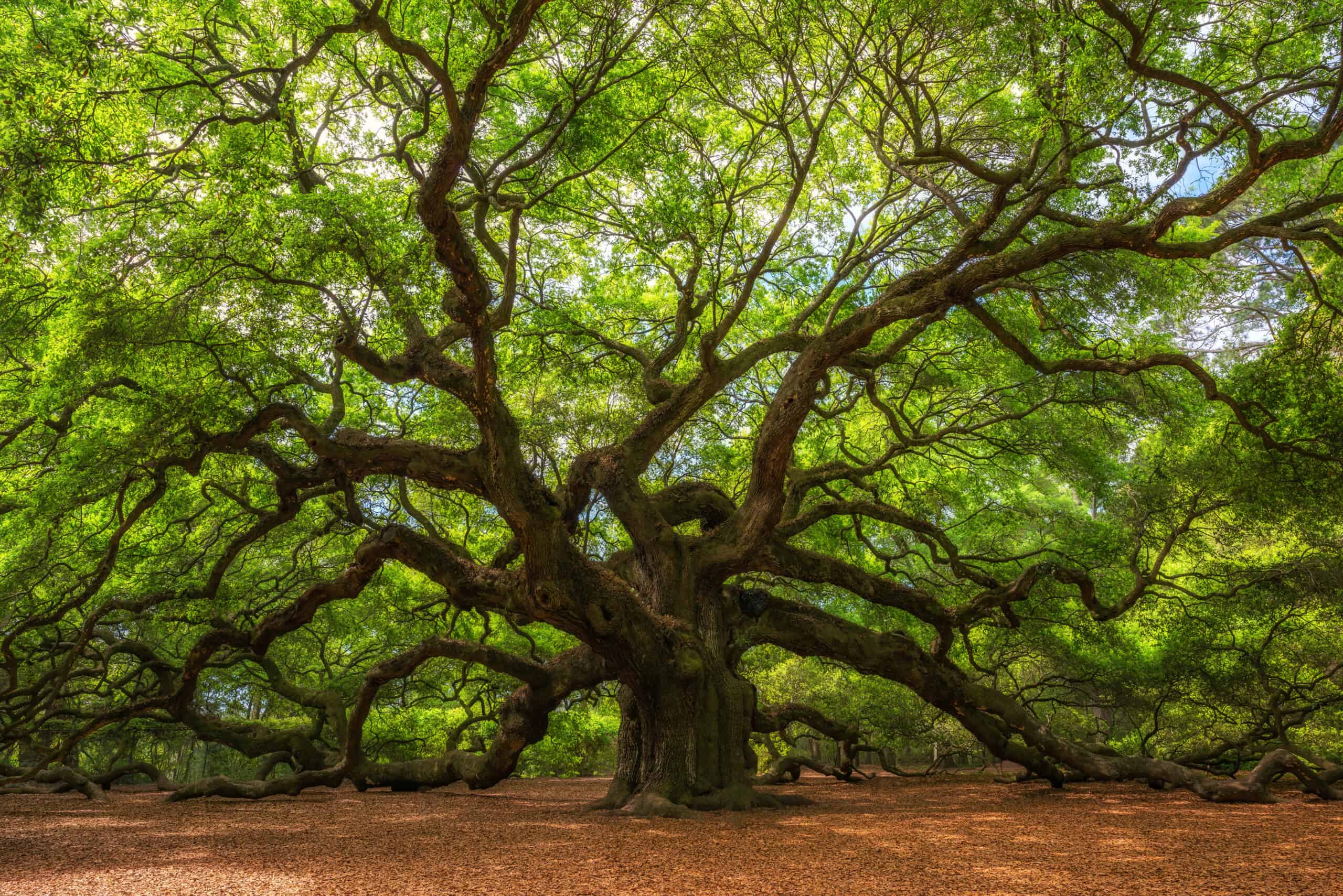 Under the oak tree. Индийский дуб дерево. Дерево стоковое. Дуб дерево арка. Фотообои дерево дуб.