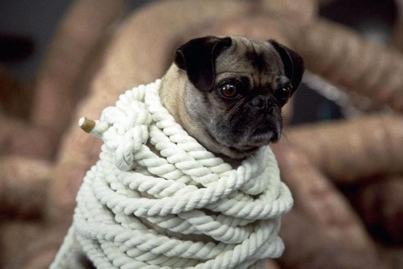 Самые популярные животные-киноактеры Самые популярные животные-киноактеры