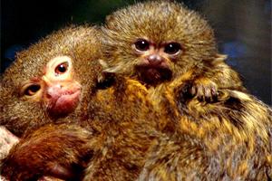 Игрунка карликовая: нежная и милая самая маленькая обезьянка в мире